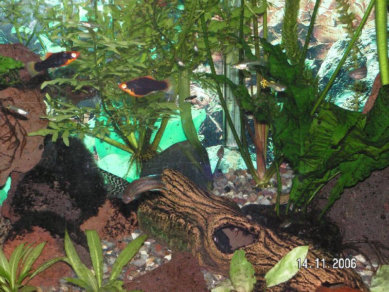 Foto: akv�rium